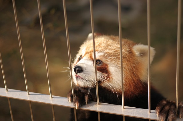 Panda rojo en el Zoo ... ¿cuando dejaremos de ver rejas en las instalaciones de algunos Zoos?